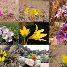 Las flores del desierto