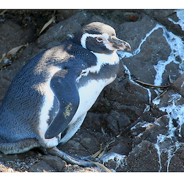 29. Pingüino de Humboldt.