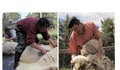 Paso 1. Extracción: se corta cuidadosamente la lana de la oveja.